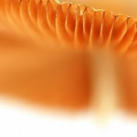 Mushrooms Supplements