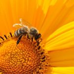 bee pollen flower