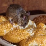 Mice Bread