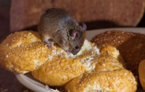 Mice Bread