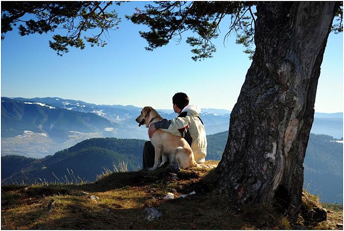 dog and man on the top of montin