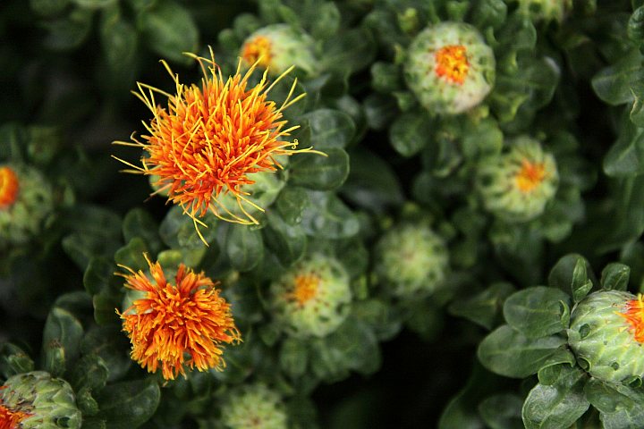 safflower flowers