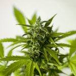 marijuana medical