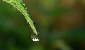 water drop on leaf