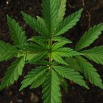 Grow Your Own Marijuana