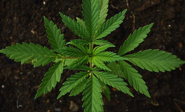 Grow Your Own Marijuana